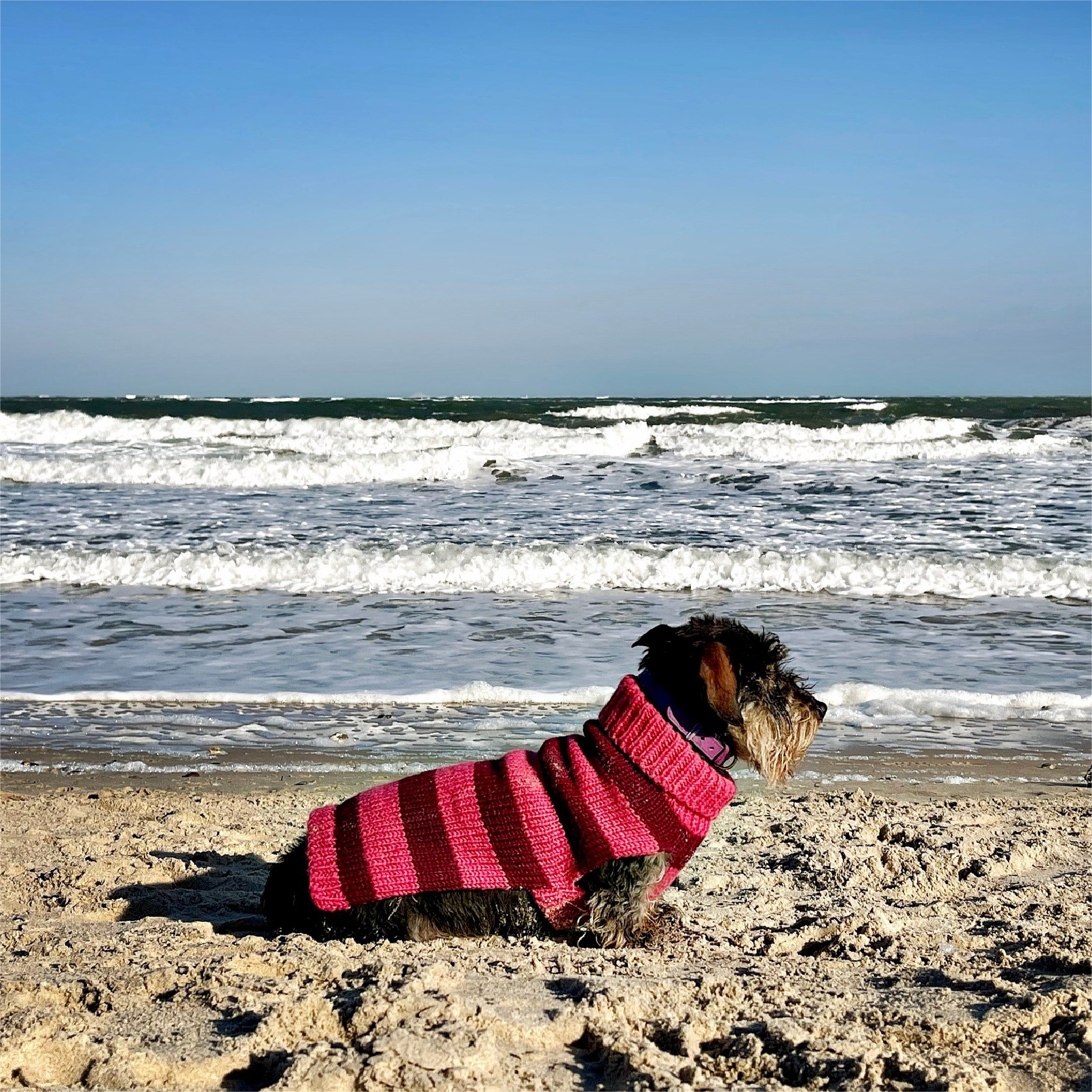 Tails are wagging for LISH this National Pet Month
