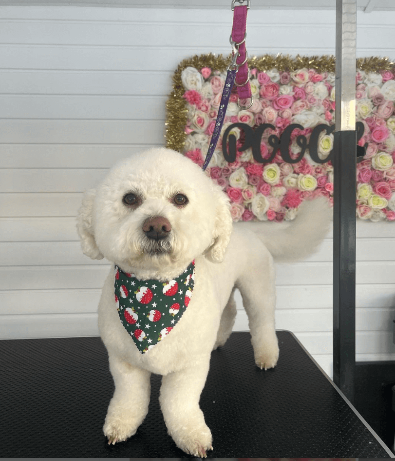 A white dog wears a festive neckerchief after being groomed at the Pooch Lounge