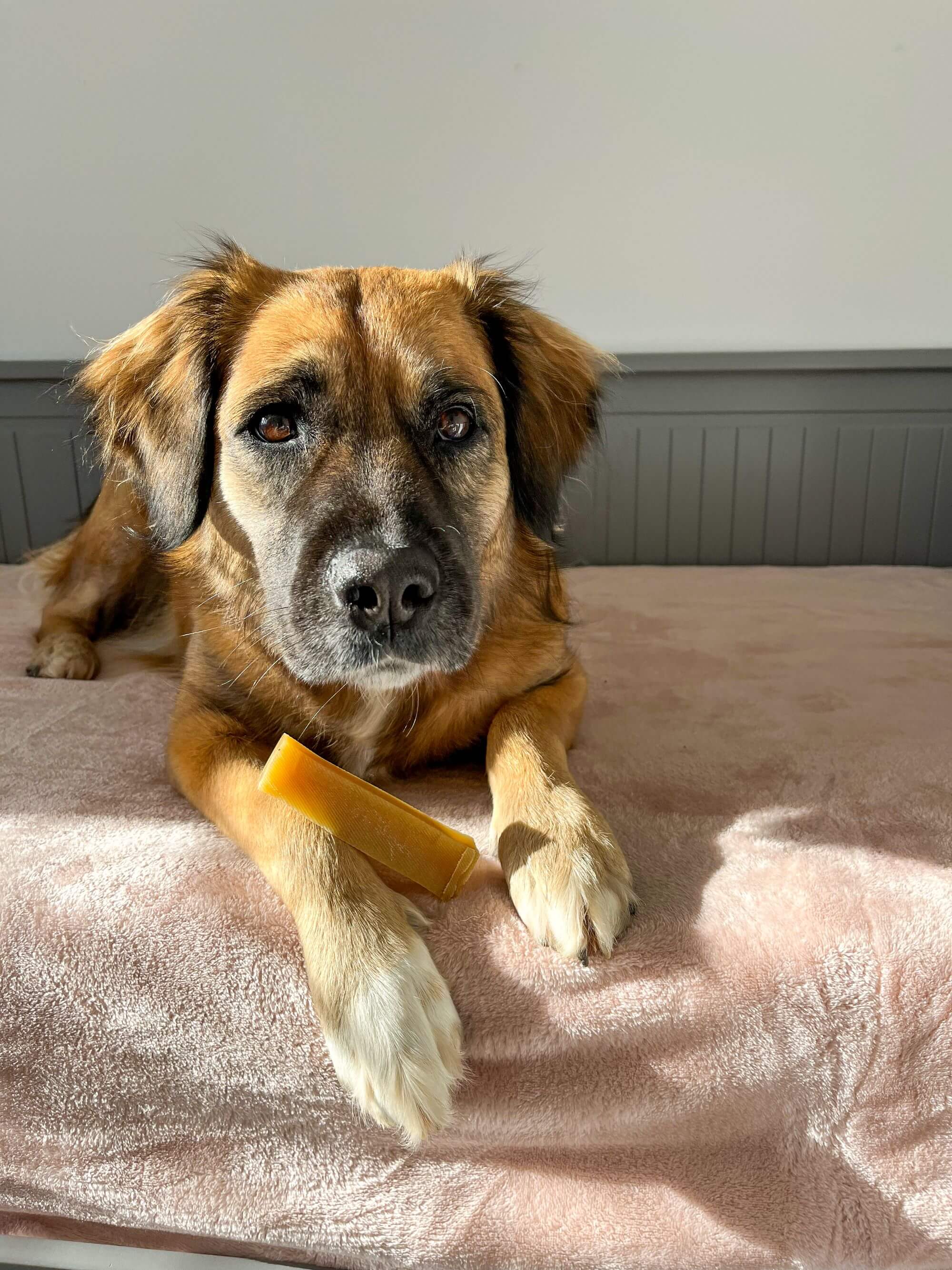 A tan dog poses with a chew from The Little Green Pet Shop.