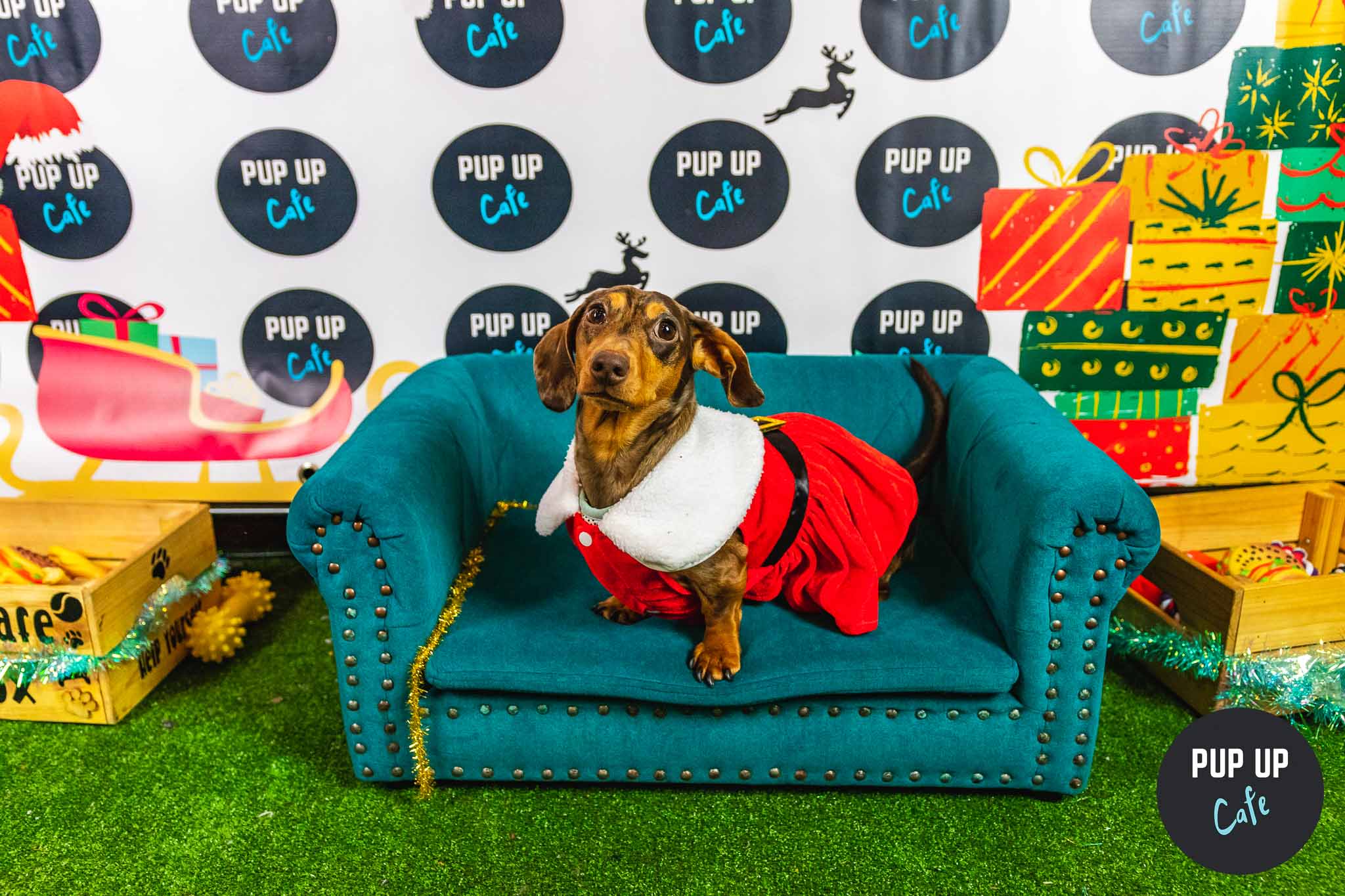 A dachshund dressed as Santa sits on a blue sofa inside the Pup Up Cafe event 