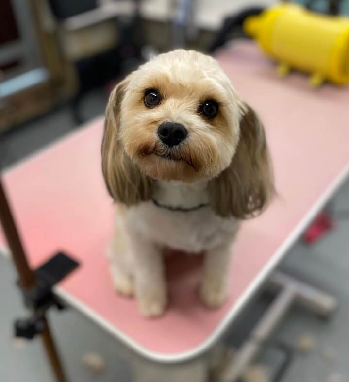 A freshly groomed white dog poses for the camera 