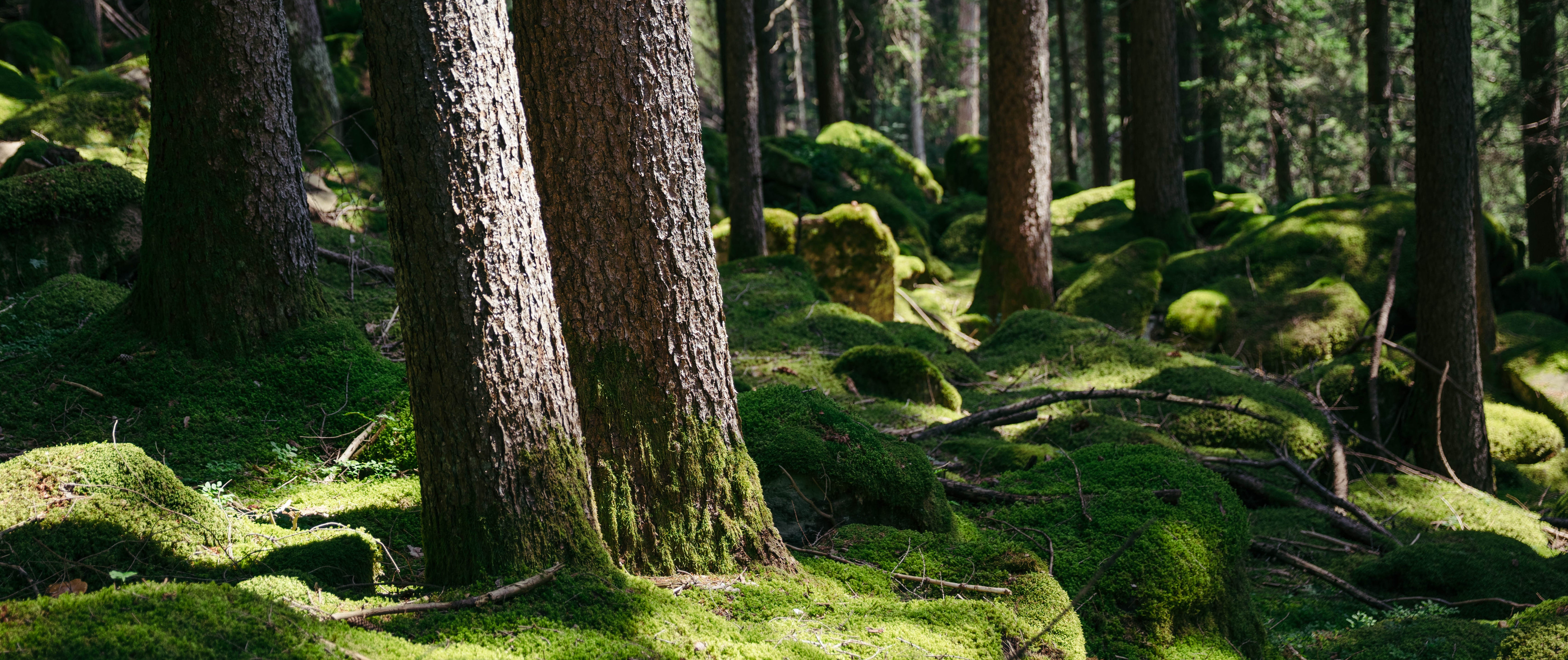 Dekorative Grafik