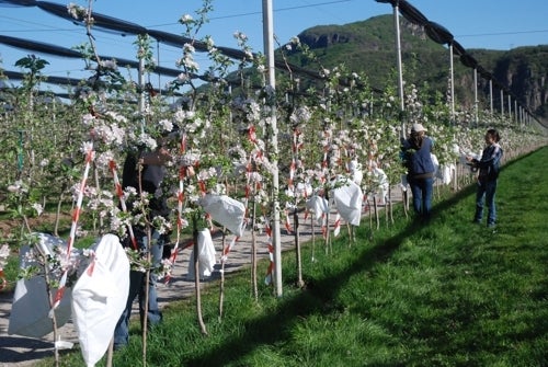 Bestäubungsversuche 