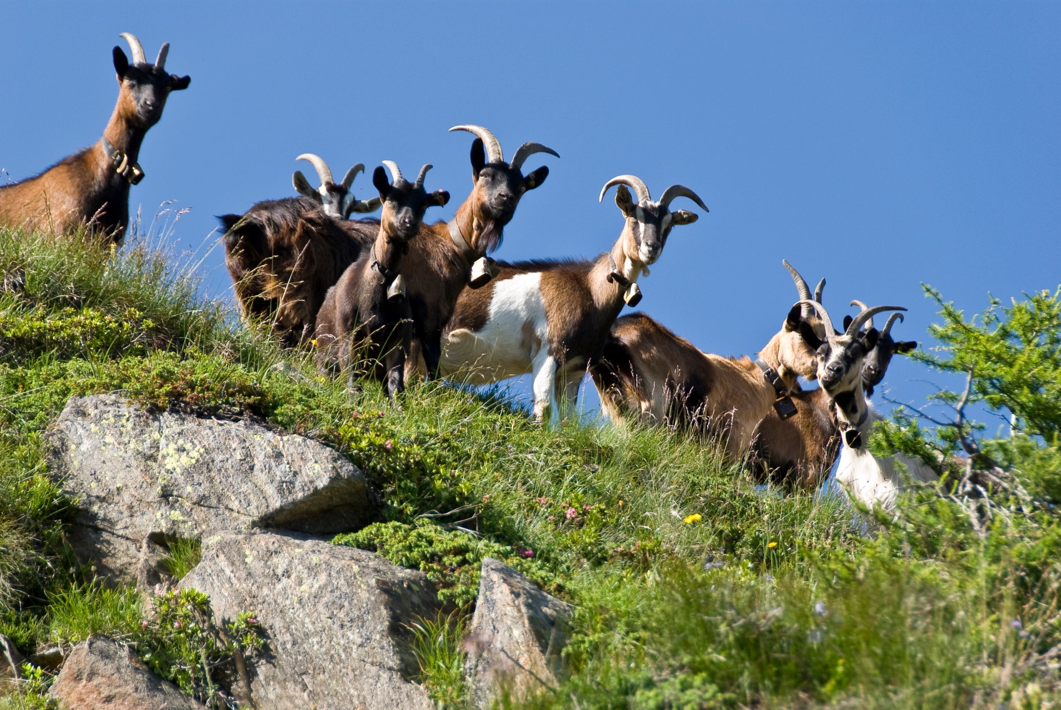 Ziegenherde im Gebirge © Landestierärztlicher Dienst