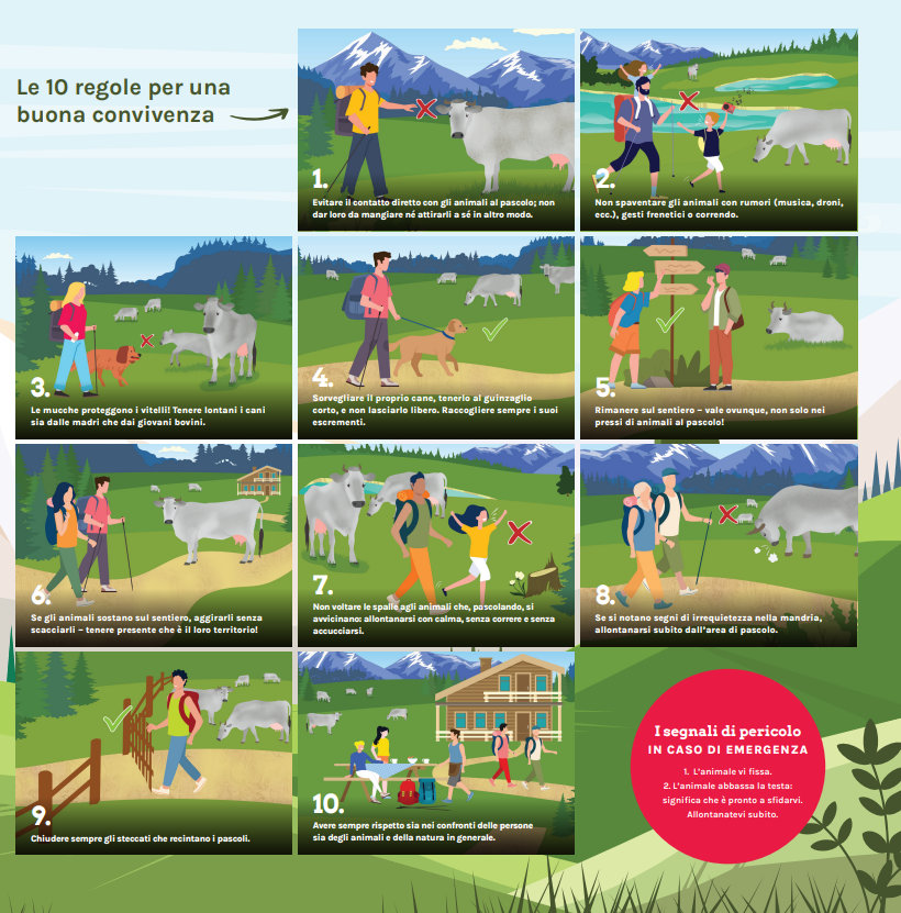 Sull’alpe i padroni di casa sono gli animali, e noi siamo ospiti