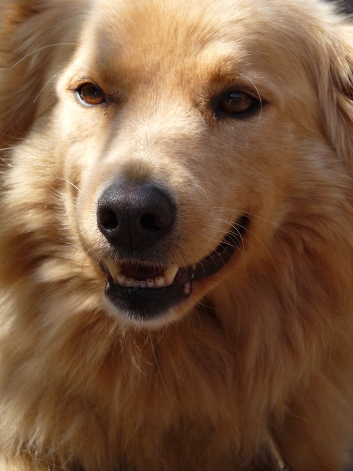 Nahaufnahme eines Hundes © Landestierärztlicher Dienst