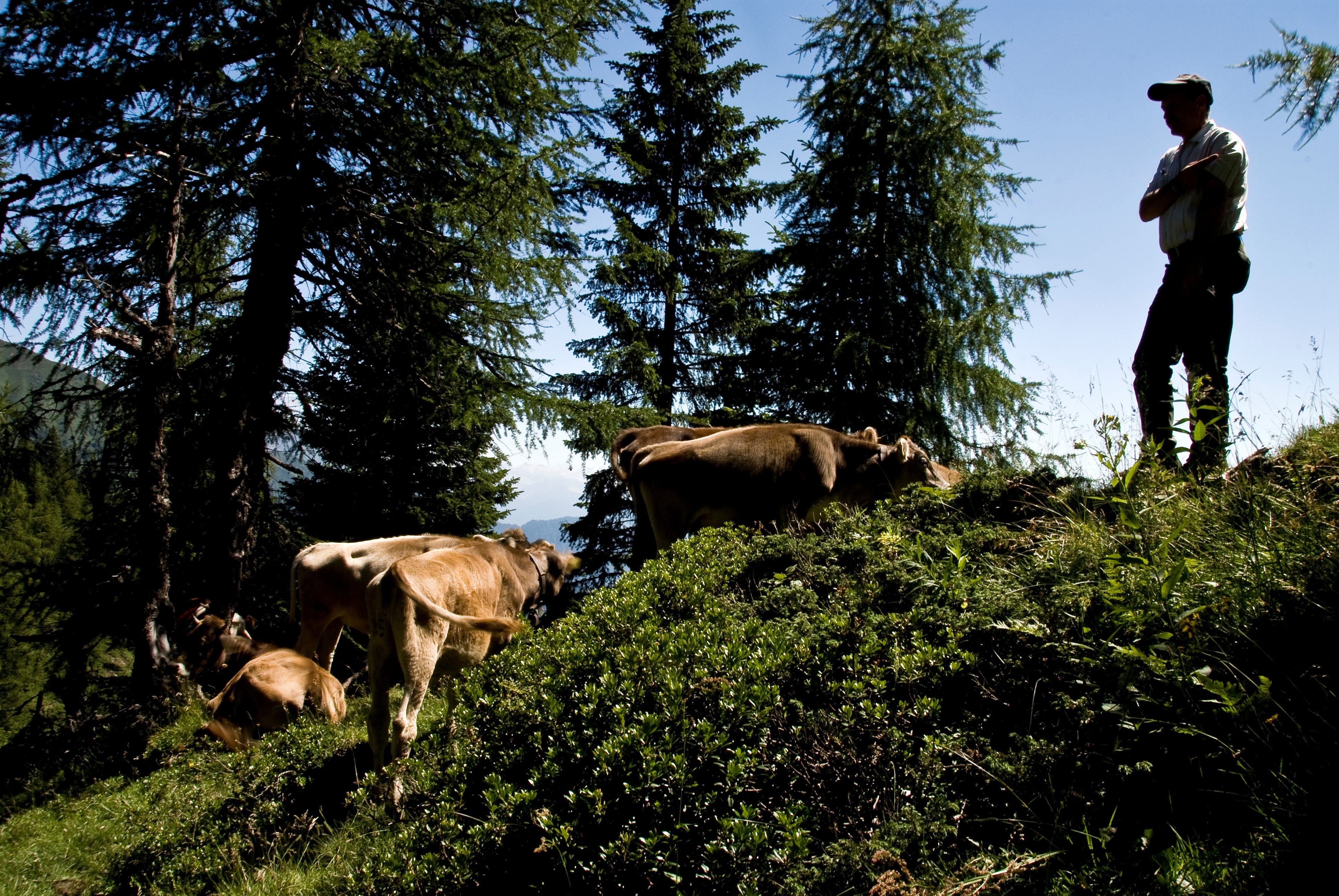 Pastore con un gregge di bovini © Servizio veterinario provinciale