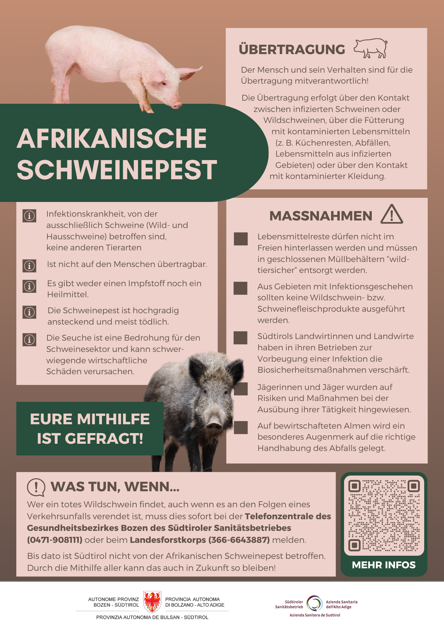 Afrikanische Schweinepest