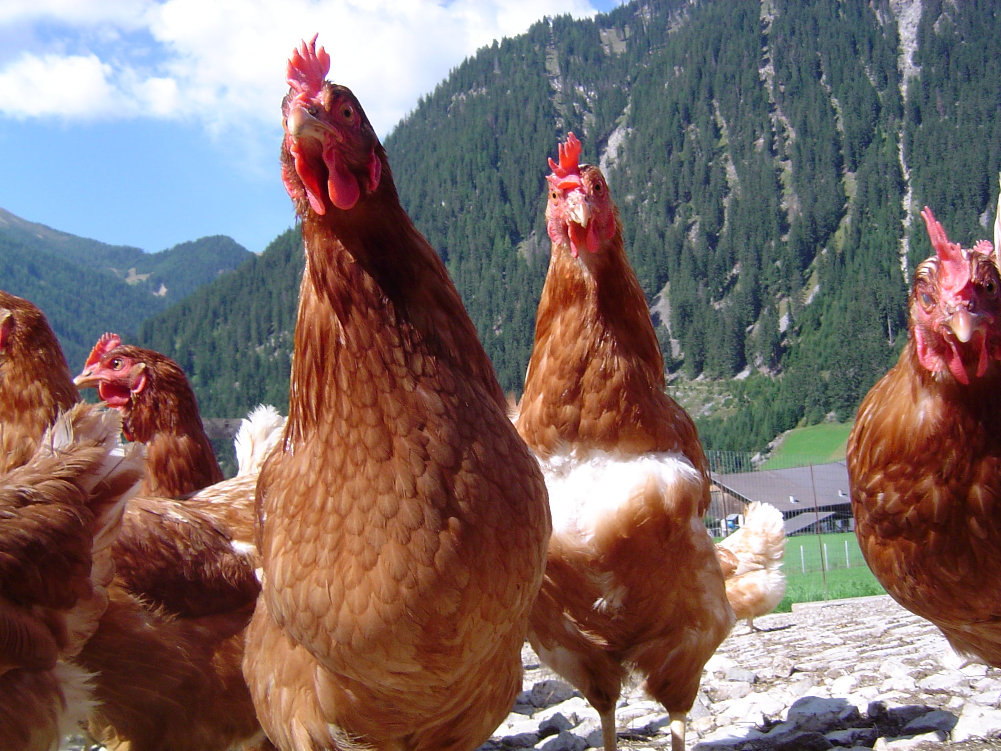 Galline ovaiole in un allevamento all'aperto © Servizio veterinario provinciale