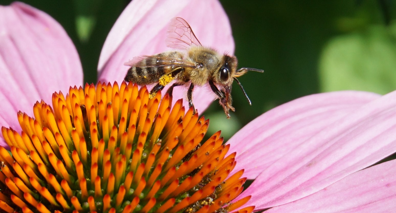 Biene auf einer Echinacea-Blüte © Zenleser Norbert