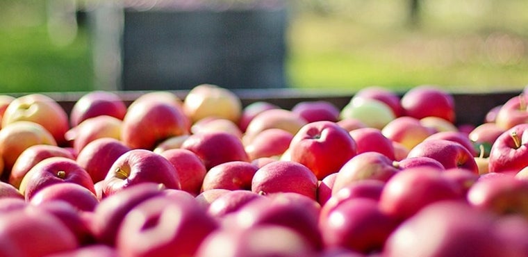 Agrarbetrieb Laimburg - Apfelernte