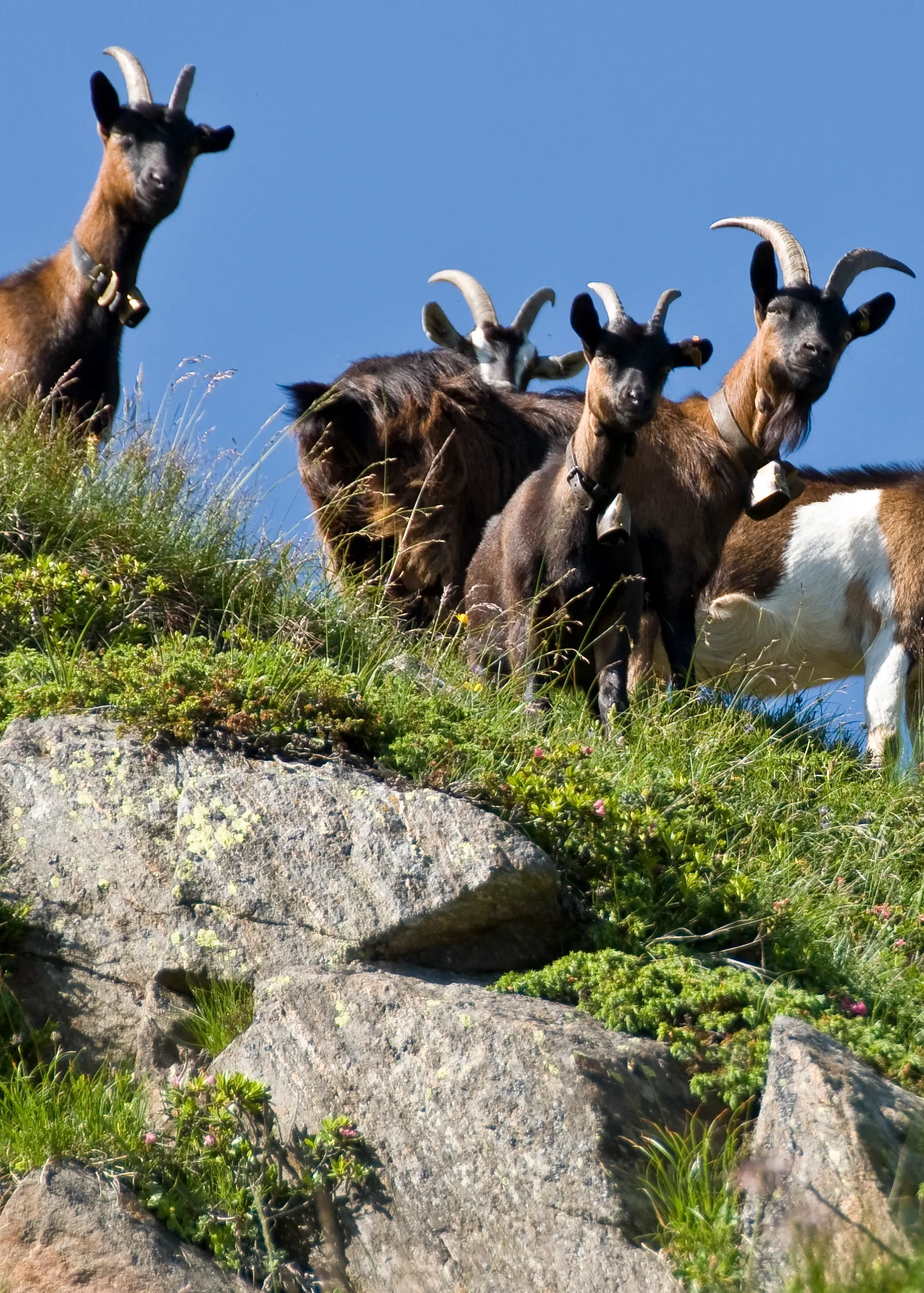 Elenco delle malghe 2026 (situazione del 21 aprile)