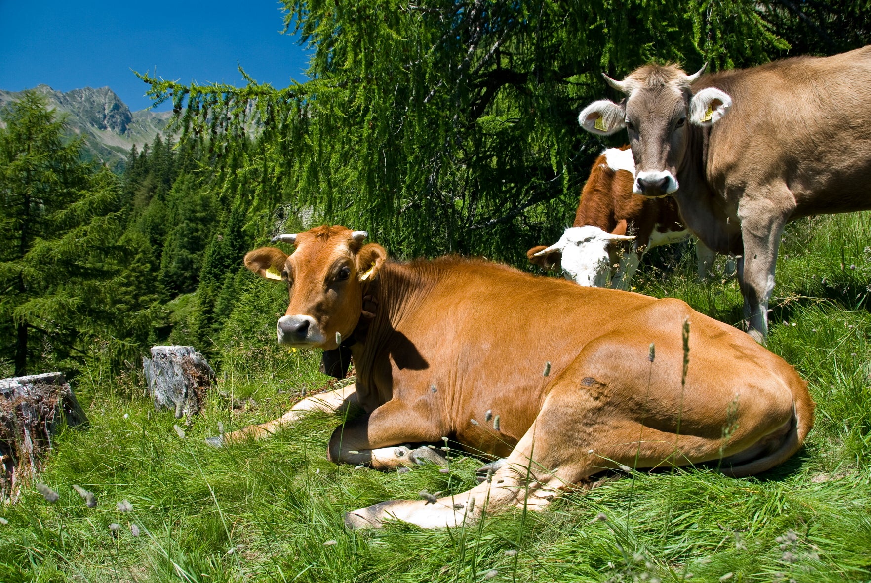 Rinder auf der Alm © Landestierärztlicher Dienst