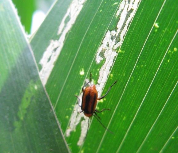 der-maiswurzelbohrer-diabrotica-virgifera