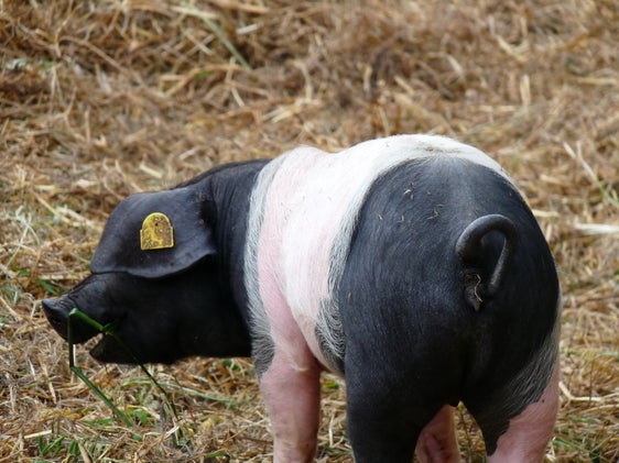 Maiale di Schwäbisch-Hall © Servizio veterinario provinciale