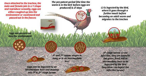 Gapeworm Lifecycle