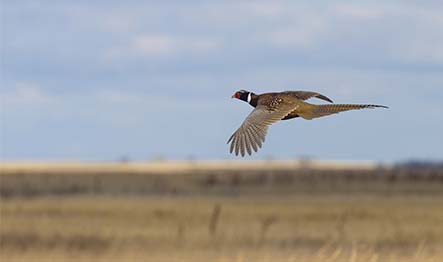 Pheasant