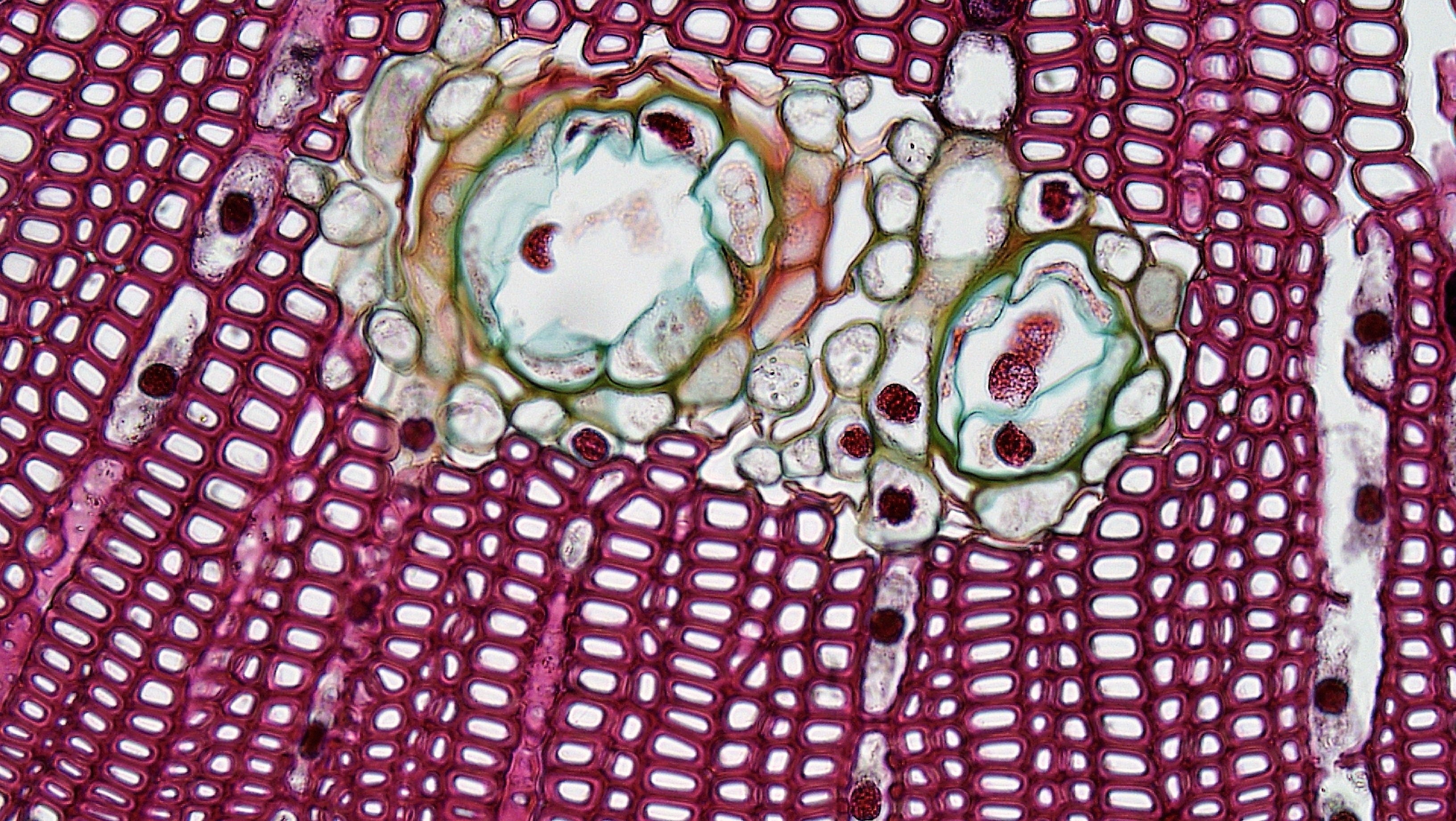The Human Body Series - The Open University