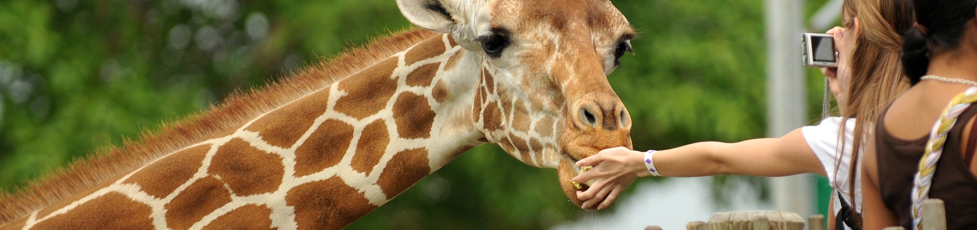 Should Animals be kept in zoos? - An OU/BBC Ideas co-production