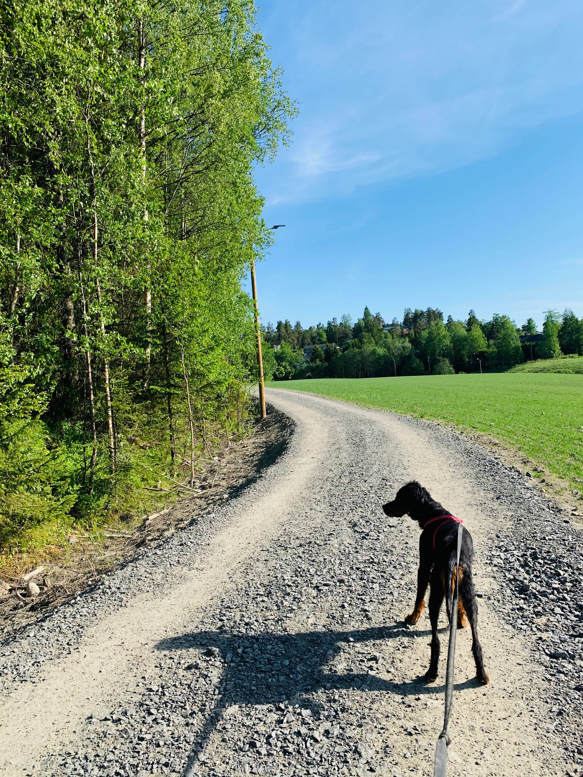 Christine er ofte på lange gåturer eller løpeturer med hunden Torres. 