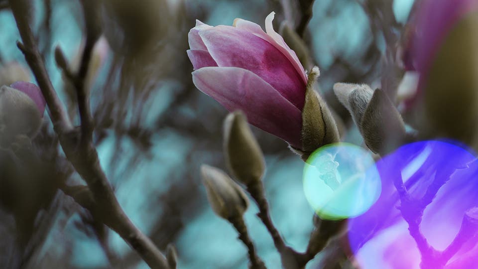 Article card header image