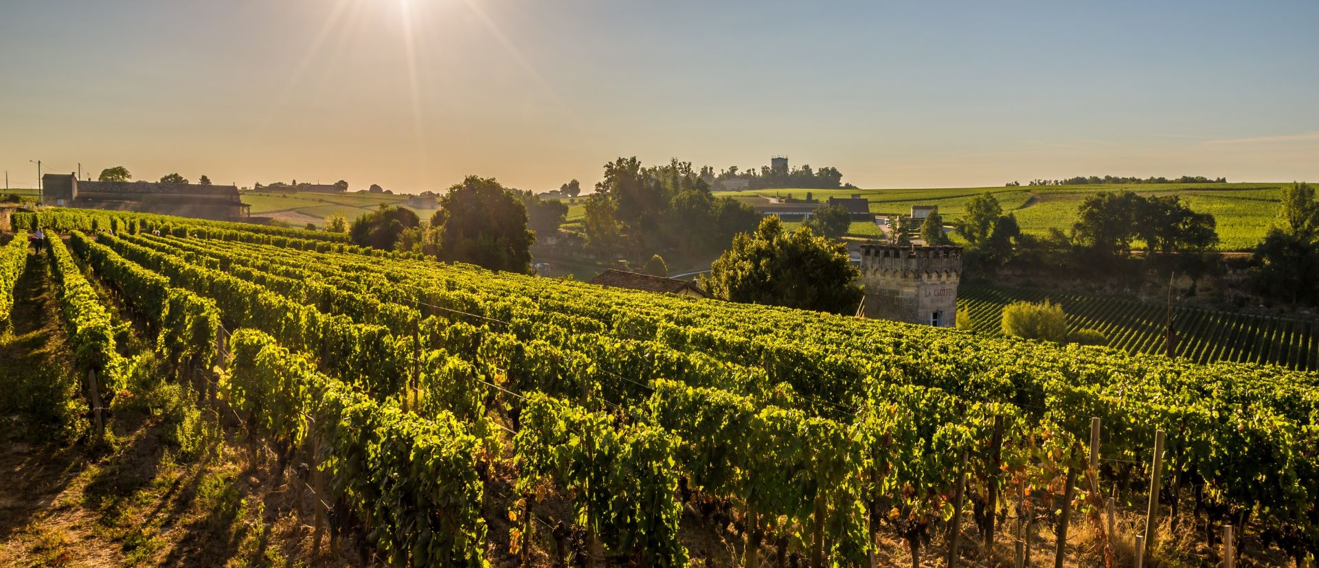 borvidék, szőlőlugas, naplemente