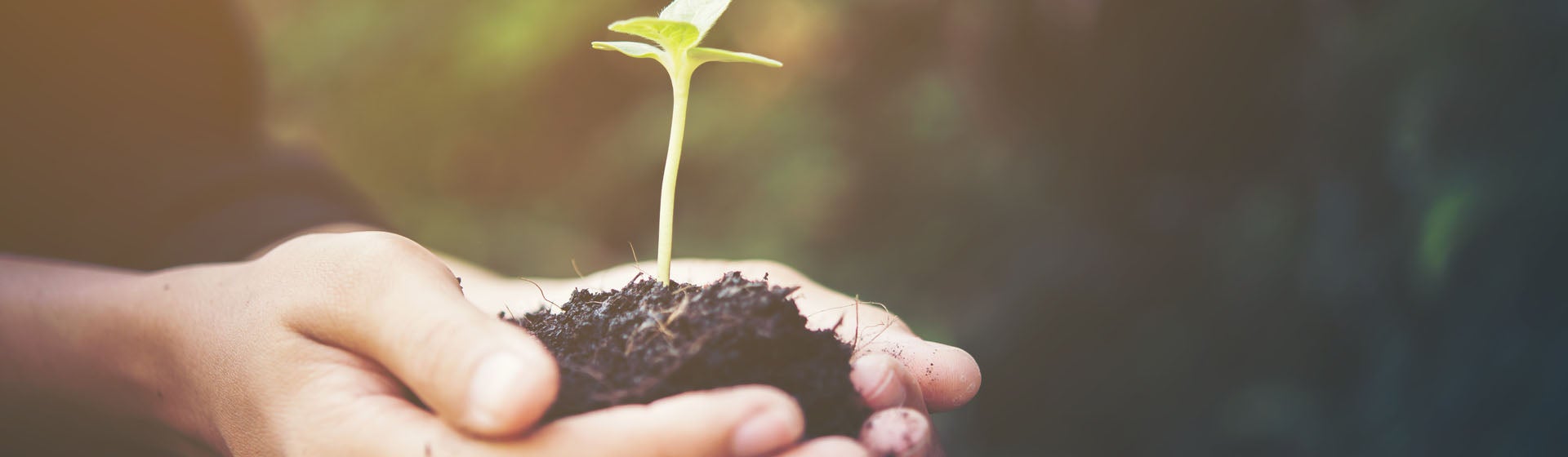 emberi kézben tarott föld, amiből egy apró, zöld növény csírázik ki