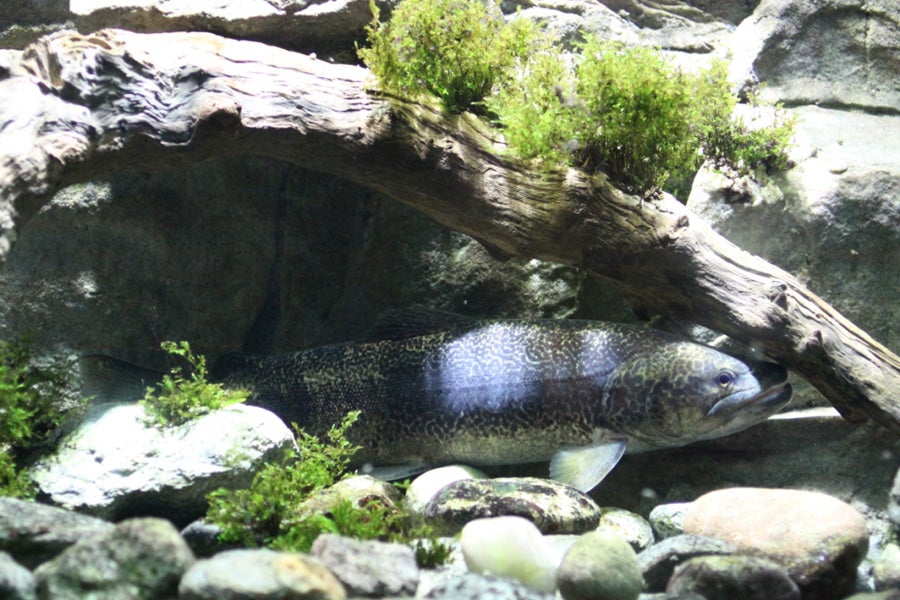 Nationalparkhaus aquaprad, Forelle. Foto Nationalpark Stilfser Joch