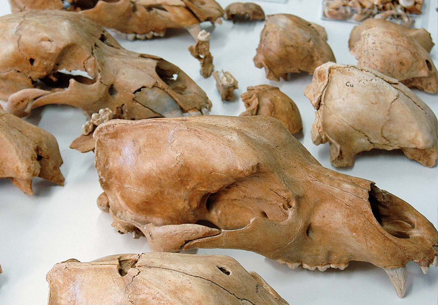 Museum ladin Ursus ladinicus, Schädel. Foto R. Gold