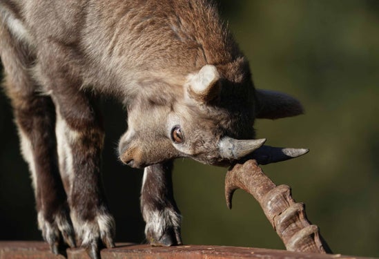 Steinbock. Foto Reich Gernot/MuseumHinterPasseier