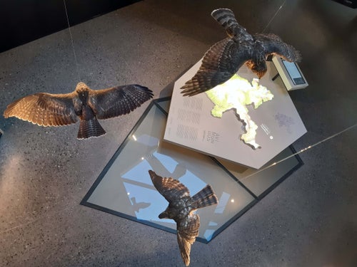 Centro visite avimundus, mostra permanente. Foto Ulrich Pfeifer