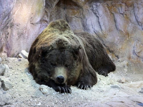 Museum Ladin Ursus ladinicus, orso che dorme. Foto Museum Ladin Ursus ladinicus