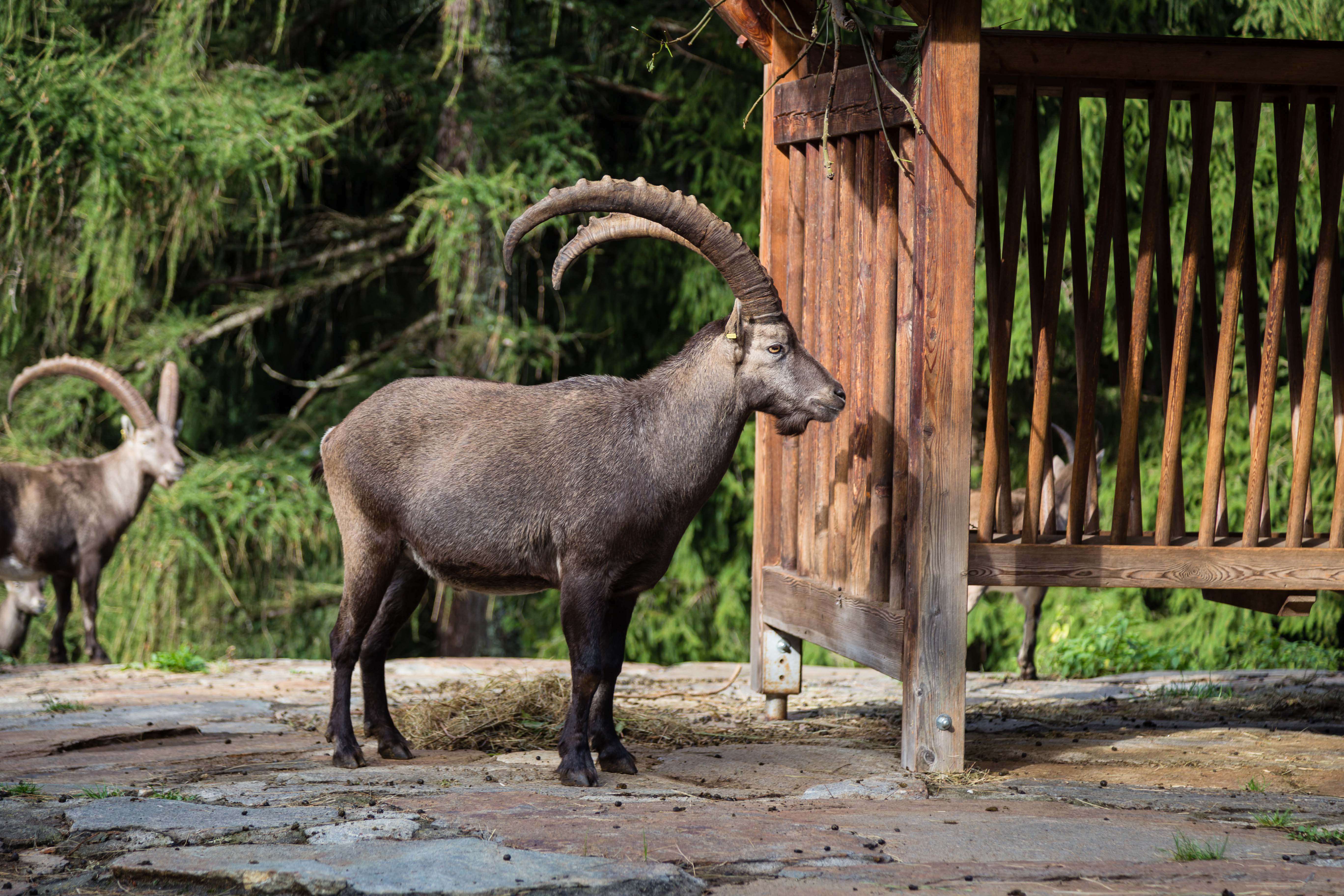 Freilichtbereich mit Steinböcken. Foto MuseumHinterPasseier