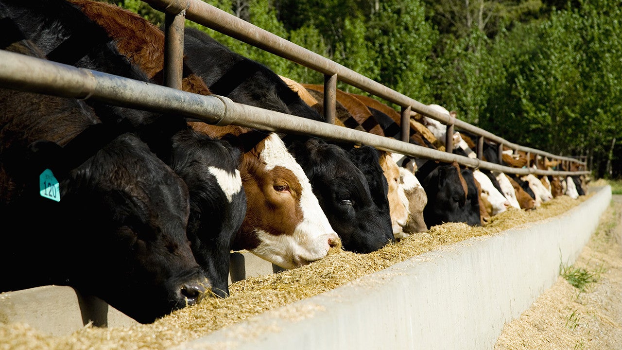 What Is Rumensin In Cattle Feed