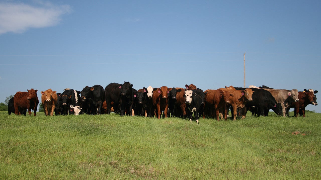 Titanium® | A Broad Array of Prevention & Control Solutions for Cattle