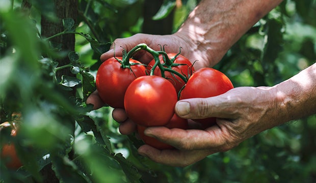 Alles über Tomaten
