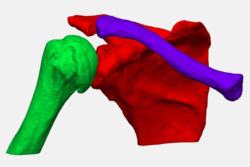 A 3D model of a segmented shoulder anatomy