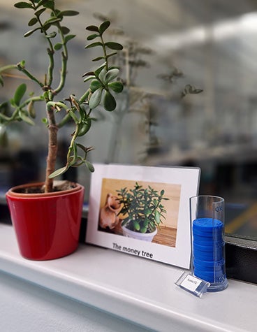A container of Materialise Matak coins in the HR office next to a money tree