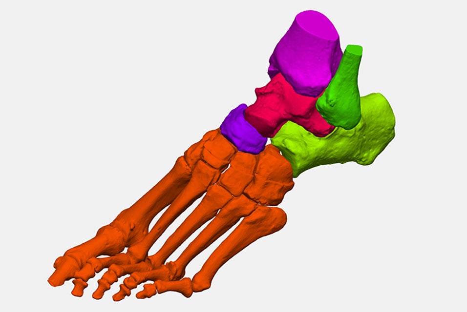 A 3D model of a segmented foot anatomy