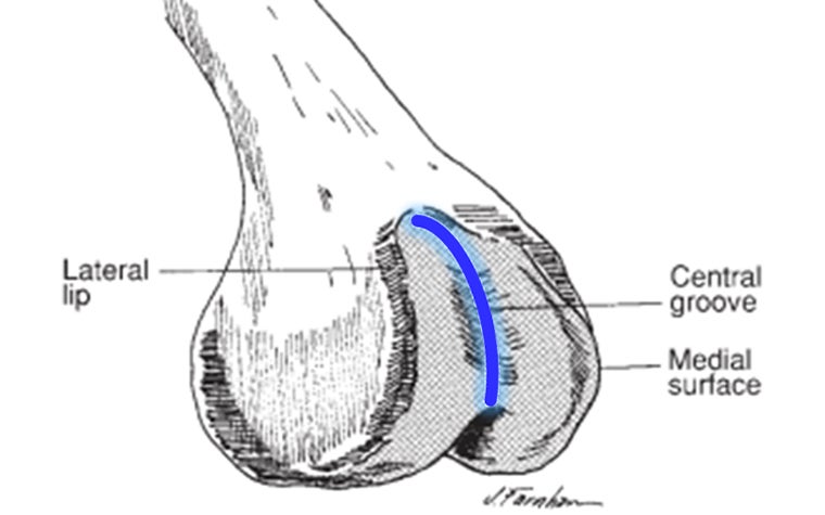 Drawn visual showing the names of different anatomical areas