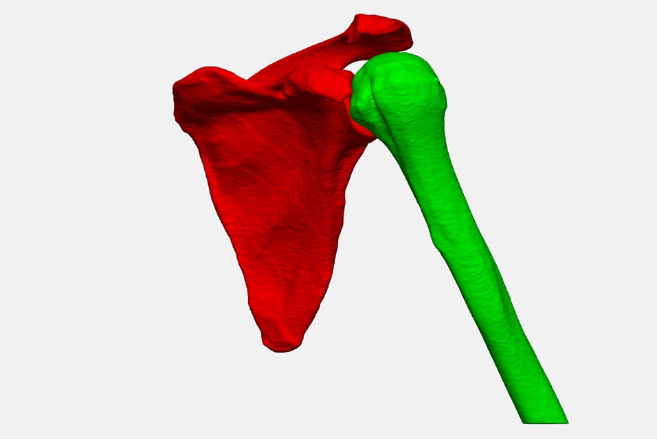 3D rendering of a human shoulder joint with the scapula highlighted in red and the humerus highlighted in green.