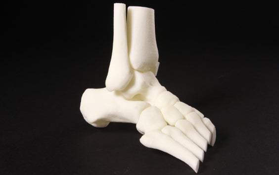 3D-printed model of a skeleton foot