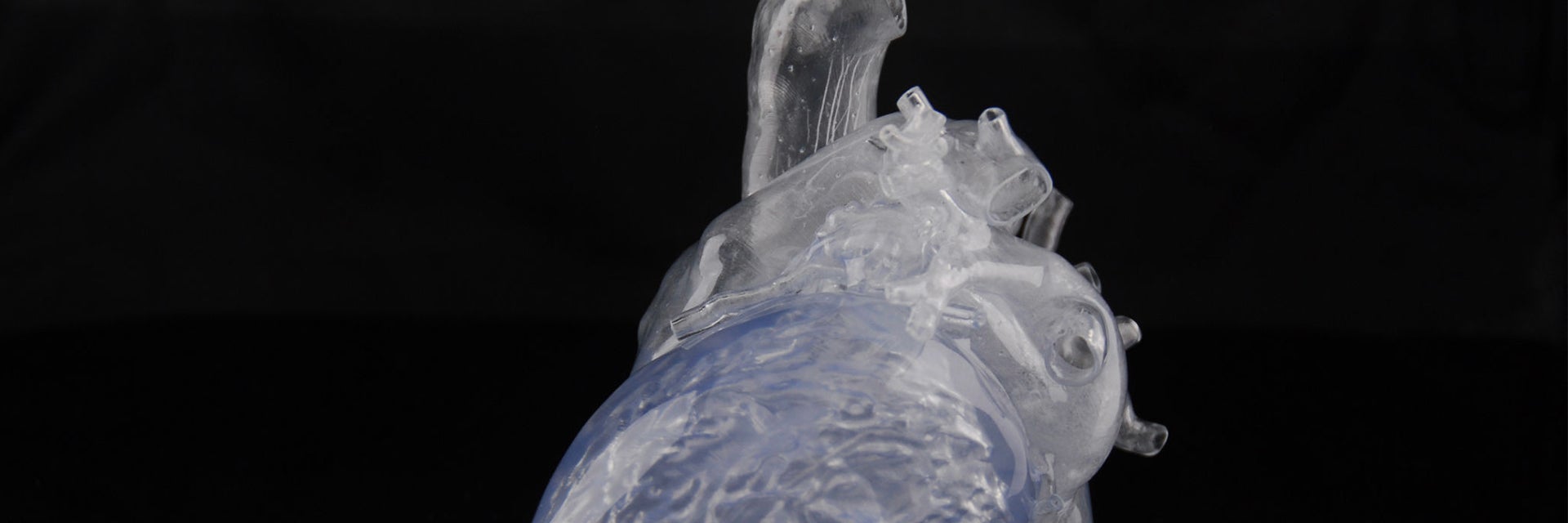 3D-printed, transparent heart model 