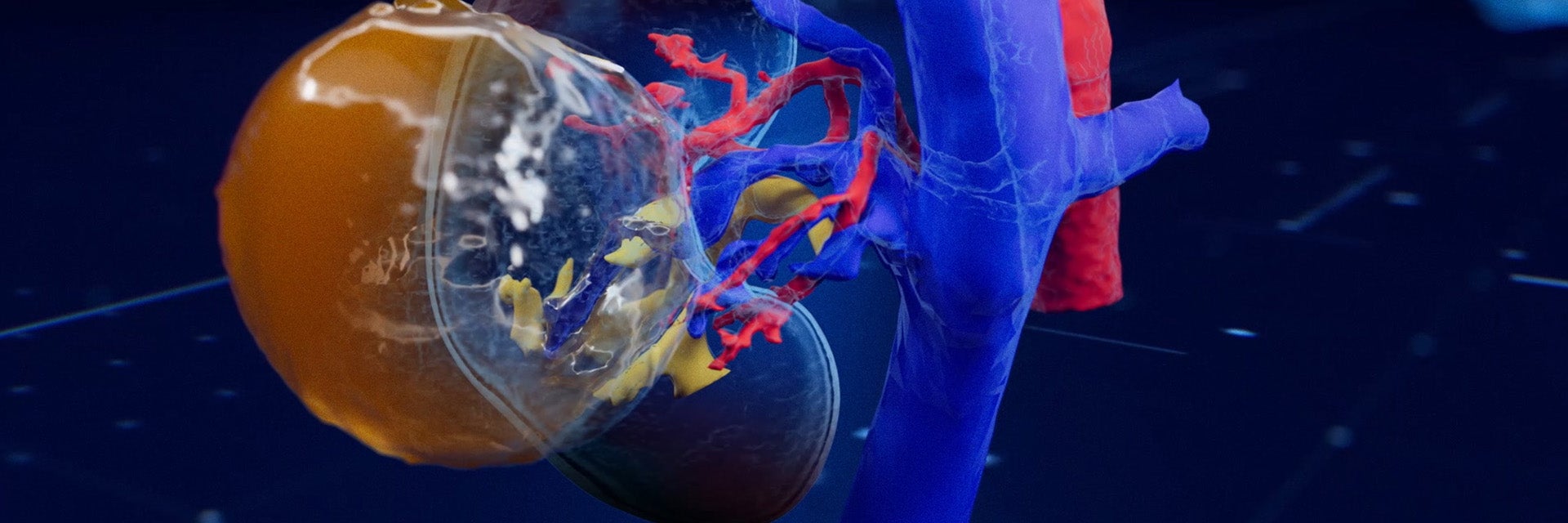 Transparent 3D rendering of a human kidney and surrounding blood vessels, with red and blue vascular structures visible against a dark blue background.