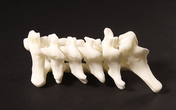 A 3D-printed spine model