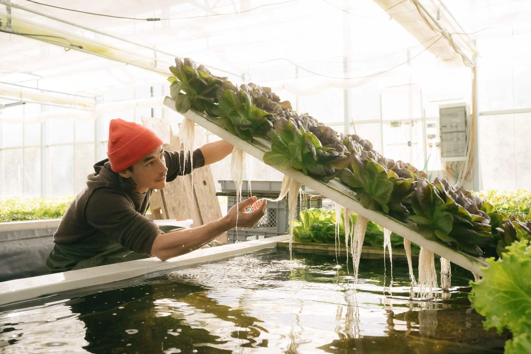 Person with orange cap inspecting the aquaponic lettuce bed from below, with the plant roots visible