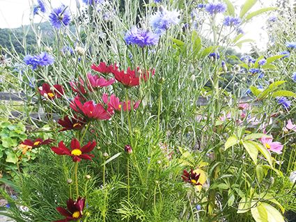 Publikumsliebling 2021: Balkonkiste „Essbare Blüten mit Kornblumen“ ©Versuchszentrum Laimburg