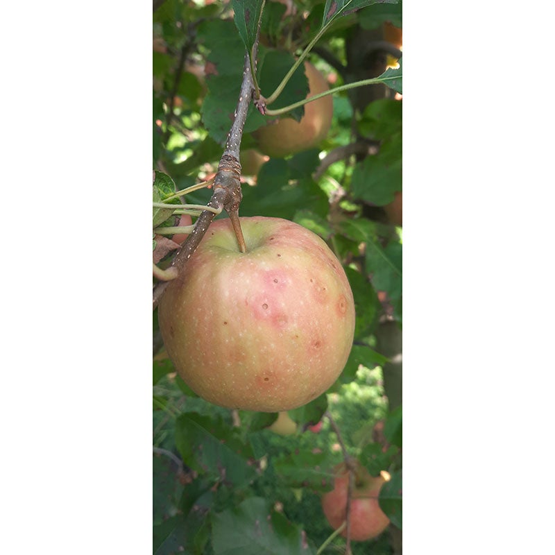 Vor der Ausprägung der roten Deckfarbe zeigt sich um die Infektionsstelle häufig ein purpurfarbener Ring (Halo), hier bei der Sorte Rosy Glow(cpvr).