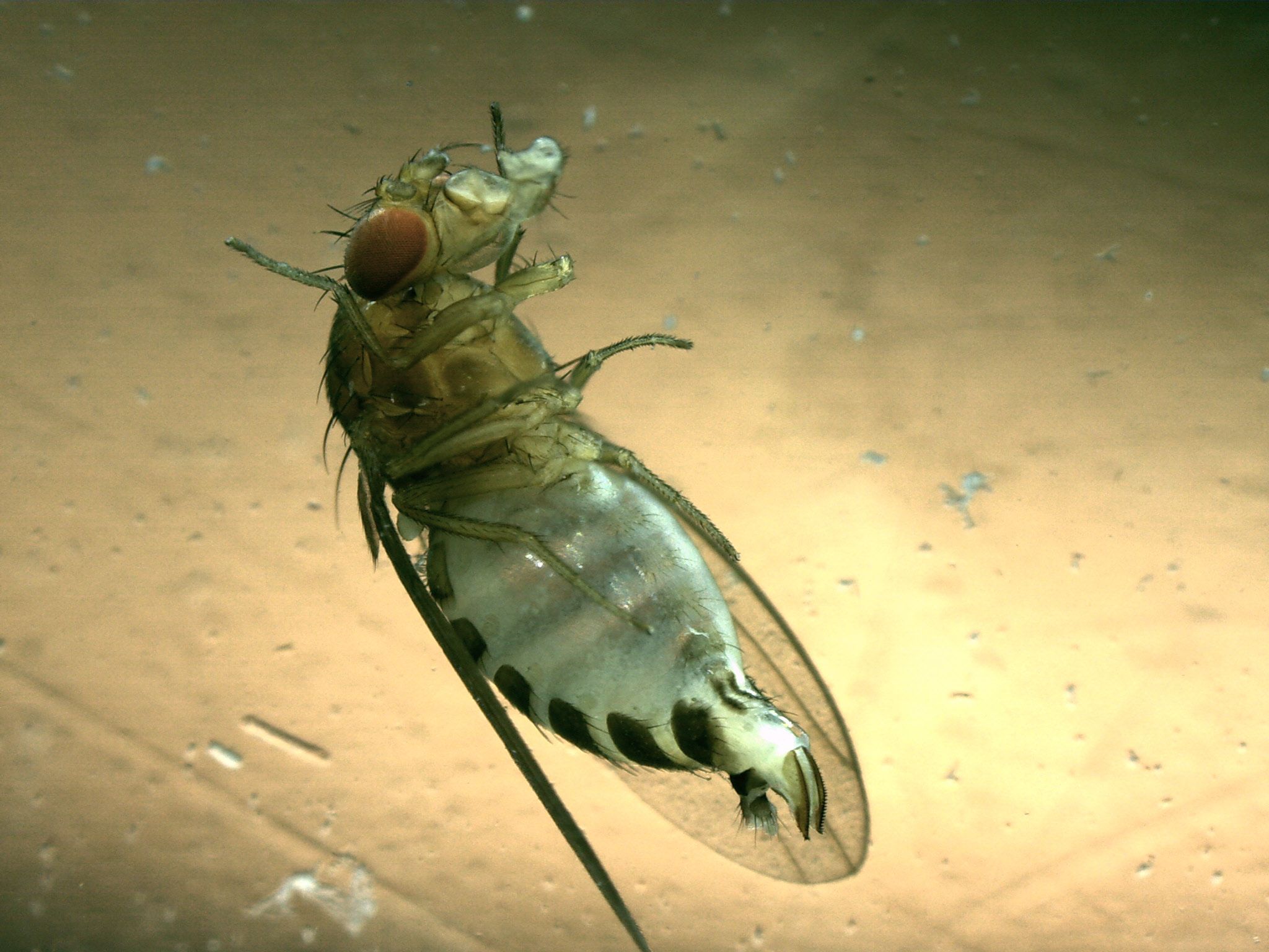 Esemplare femmina di Drosophila suzukii con ovidepositore in evidenza. ©Centro di Sperimentazione Laimburg