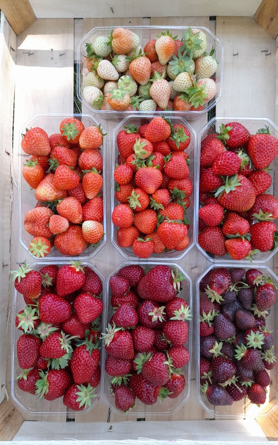 Fig. 1: Le colorazioni delle varietà di fragole testate dal Centro Laimburg vanno dal bianco al rosso intenso. © Centro di Sperimentazione Laimburg